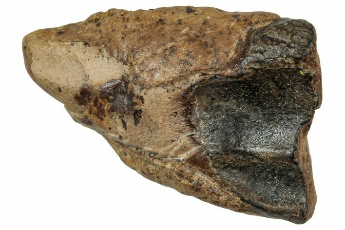 Fossil Triceratops Shed Tooth - Wyoming #358202